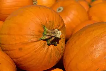pompoen